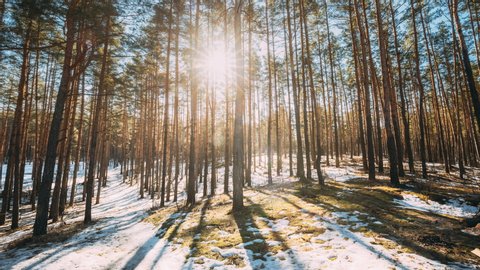Beautiful Sunset Sun Sunshine In Sunny Early Spring Coniferous Forest. Sunlight Sun Rays Shine Through Pine Woods In Forest Landscape Partially Covered Snow In Late Autumn Or Early Winter Season
