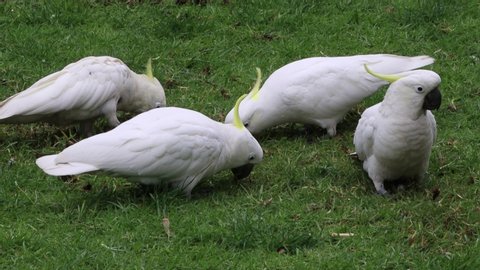 Sulphur-crested Cockatoo's digging for food in field