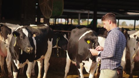 Slow motion of an young farmer is using a tablet for controlling a state of grown cows used for biological milk products industry in a farm and smiling in camera.