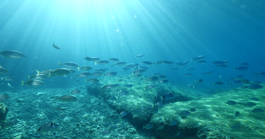 Fish scenery underwater sun beams sun rays underwater mediterranean sea sun shine relaxing ocean scenery | Shutterstock HD Video #1038160796