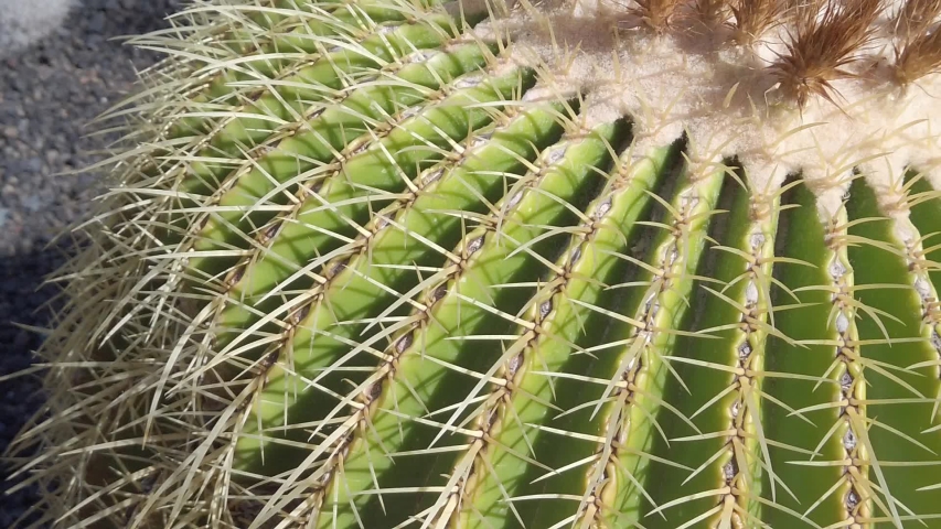 golden barrel cactus plant closeup - desert plant macro
