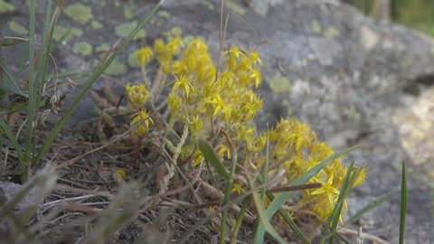 Stonecrop, crassula (Sedum sp.) inhabitant of xerophytic mountain meadows