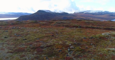 Reindeers in polar nature, Aerial, tracking, drone shot, panning around raindeers, rangifer tarandus, in arctic wild, on a partly sunny autumn day, first snow on the ground, in Kilpisjarvi, Finland