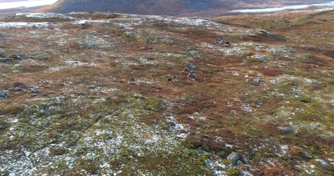 Reindeers in Lapland, Aerial, tracking, drone shot, of  raindeers, rangifer tarandus, on a sunny autumn day, in Kilpisjarvi, Finland