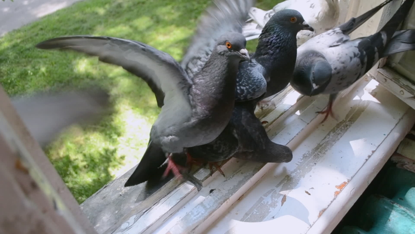 Feeding birds pigeons from hand on summer sunny day. Girl feeding birds doves with hands on home window sill close-up. Nature wildlife outdoor. Feathered wingy eating.