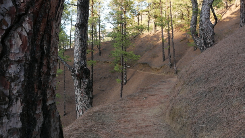 Young Active Woman Hiking Along Beautiful Green Forest Taburiente National Park