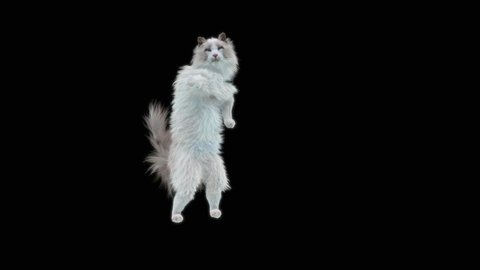 38 Cat Jumping Drawing Stock Video Footage - 4K and HD Video Clips | Shutterstock 38 Cat Jumping Drawing Stock Video Footage - 4K and HD Video Clips | Shutterstock