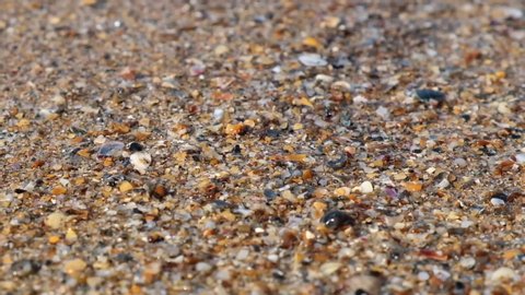 Sea shore with shells, covered with choppy water.  Sea shell