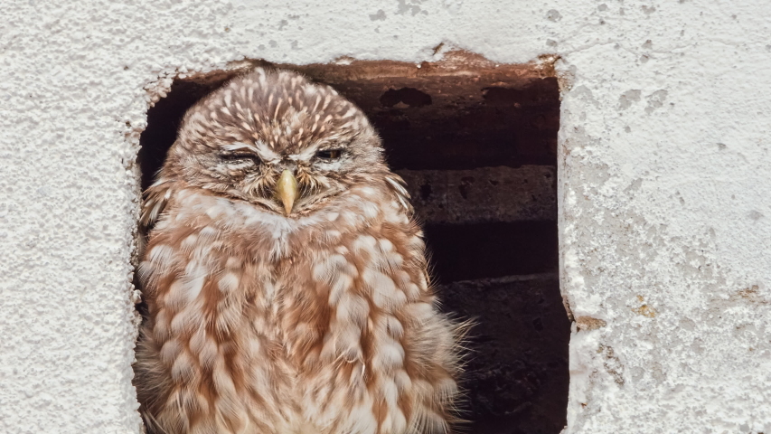Little Owl (Athene noctua) at its favorite roosting place at evening light.