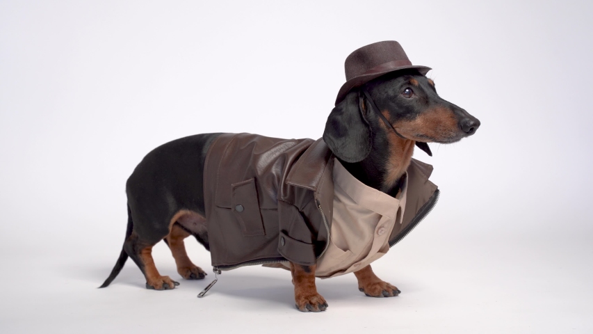 indiana jones dog hat