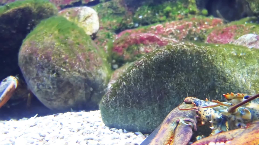 Homarus gammarus, known as European lobster or common lobster, is a species of clawed lobster from the eastern Atlantic Ocean, Mediterranean Sea and parts of the Black Sea.