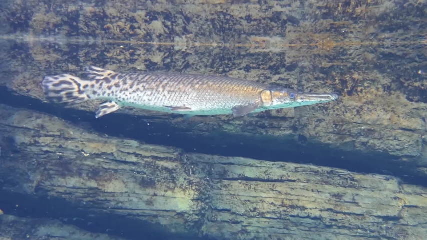 Longnose gar (Lepisosteus osseus), also known as needlenose gar and billy gar, is a highly evolved ray-finned fish in the family Lepisosteidae.