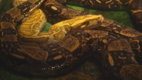 Video of two pythons in a terrarium.