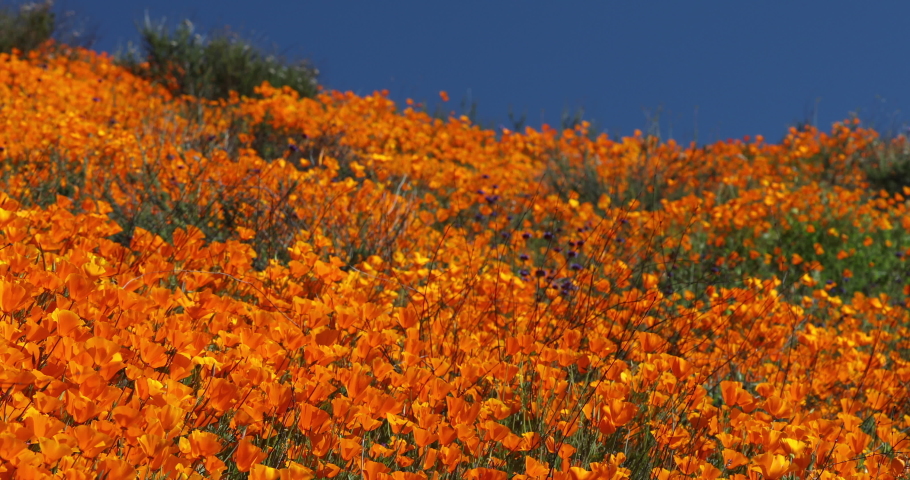 4k California Poppies Super Bloom Waving In The Breeze Royalty-Free Stock Footage #1038196226