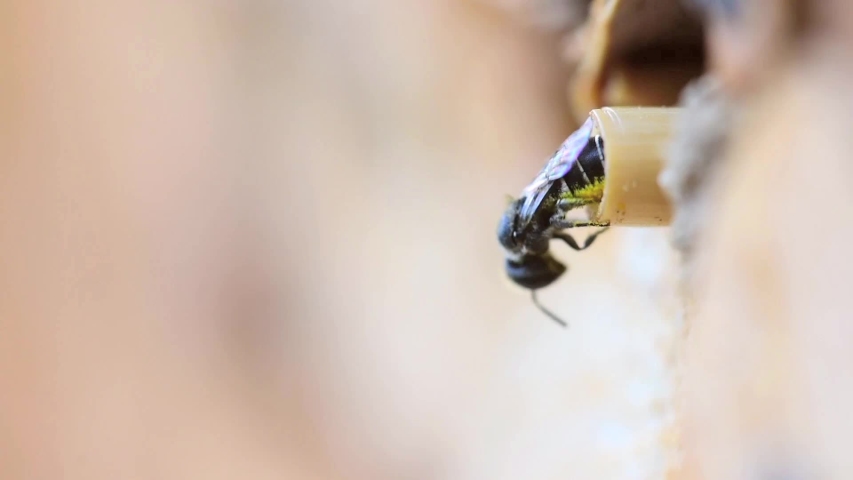 Small-headed Resin Bee (Heriades rubicola) female solitary species enters its nest in a hollow reed stalk of an insect hotel and flies away again.
