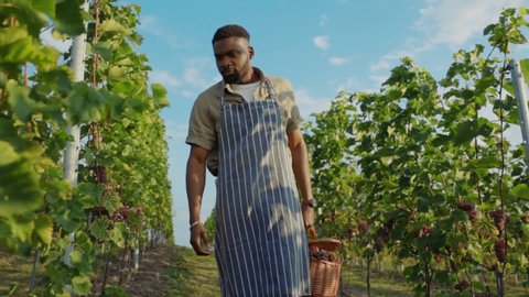 Young african winemaker working at vineyard cohecking and collecting ripe pinot grapes into basket on sunny day at farmland.
