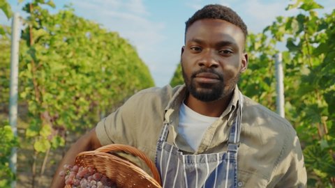 Handsome afro-american man holding basket with fresh red grapes working in september harvest at vineyard. Outdoor portrait.