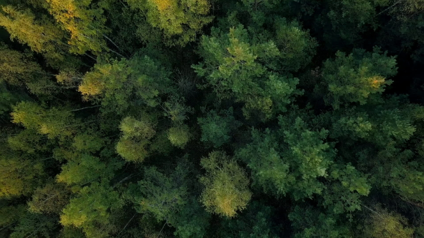 Early autumn in forest aerial top view. Mixed forest, green conifers, deciduous trees with yellow leaves. Fall colors countryside woodland. Drone zoom out spins above colorful texture in nature | Shutterstock HD Video #1038203501