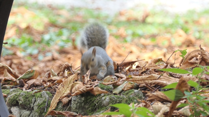 gray squirrel walks in the monza park with out of focus background