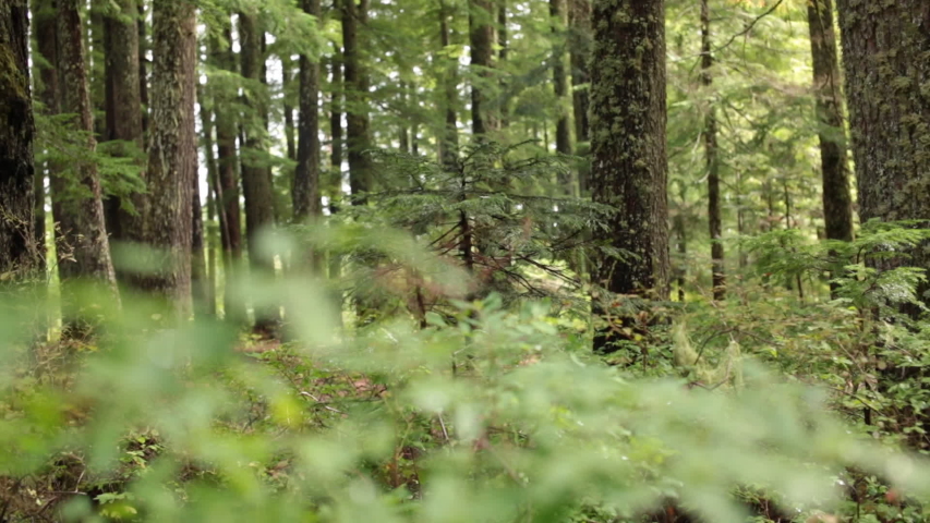 Green Forest in Autumn, Wild Nature in Portland Oregon, Mushroom Season 
