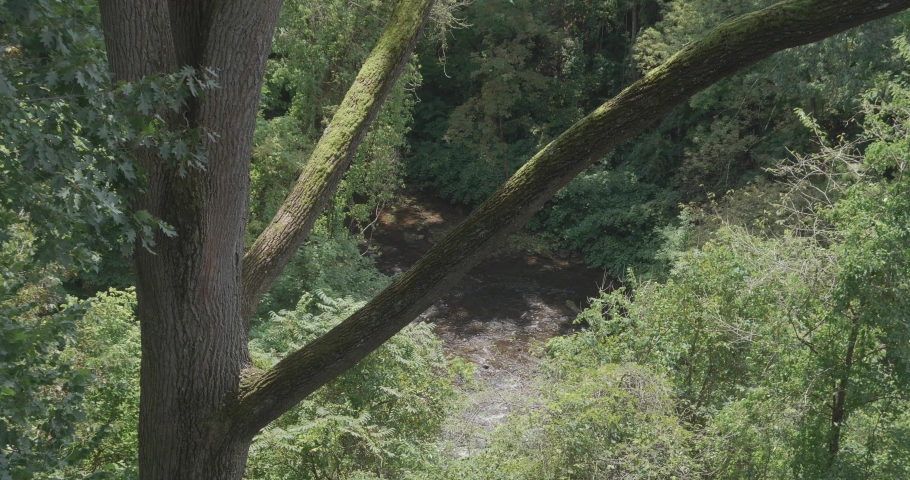 Tree and the Wissahickon Creek, Philadelphia