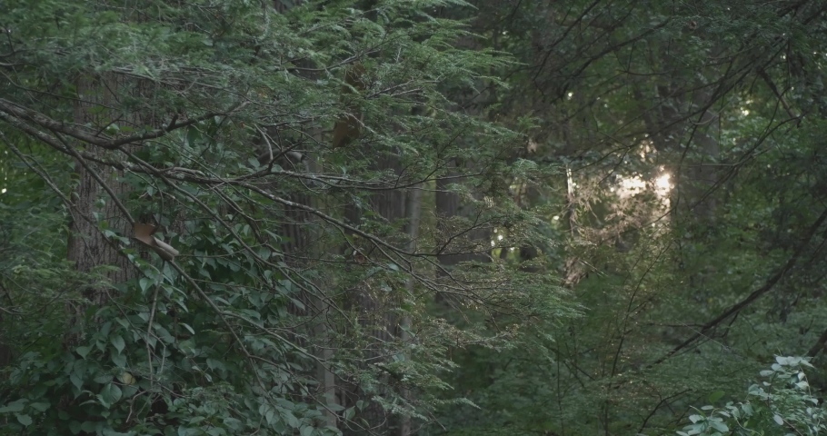 Sunlight seen through trees along Wissahickon Creek