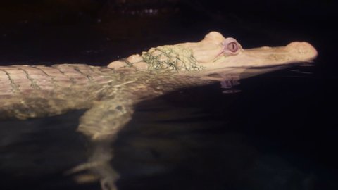 An albino alligator swimming in shallow water.