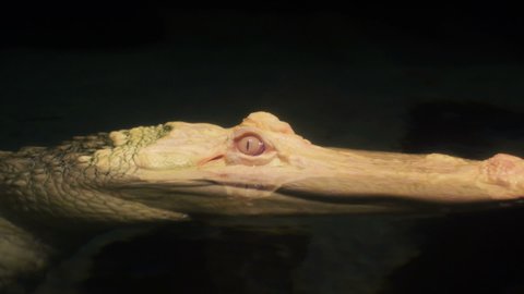 A white albino alligator blinks with a translucent eyelid.