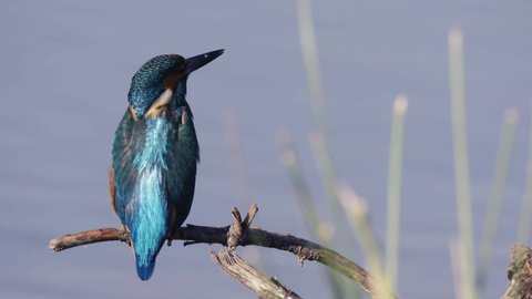 close-up of kingfisher perched in the lake