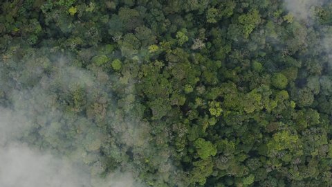 Dense rainforest jungle covered with mist aerial view in slow motion, Malaysia