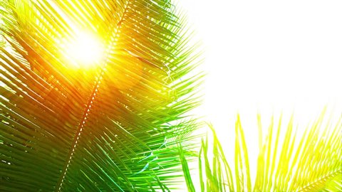 UltraHD video - Rays of golden sunshine. beaming between the swaying fronds of a palm tree on a breezy afternoon.