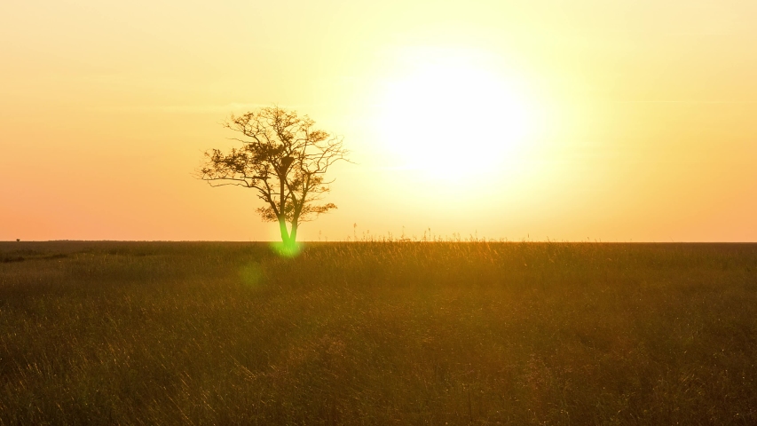 Lonely tree at sunset in prairie time lapse, tree at sunset in the steppe, sunset in prairie