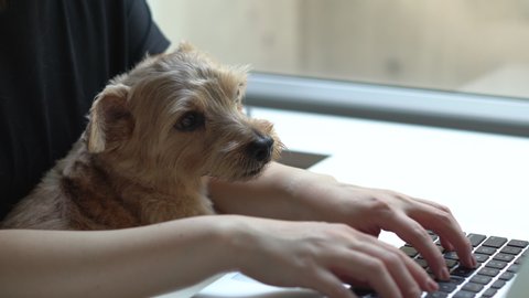 Woman working on computer with Norfolk Terrier dog