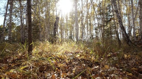 Walking through wild autumn forest. Woodland walk. Steadicam movement. 