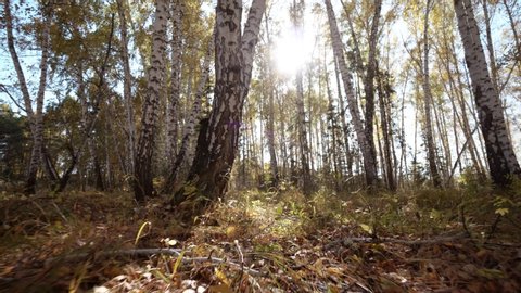 Steadicam movement while walking in lost wild autumn forest. Woodland walk.