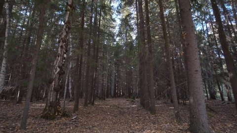 Woodland walk. Steadicam movement while walking in lost wild autumn forest.