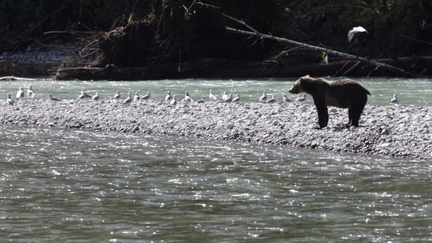 grizzly bear walking along a river, Canada