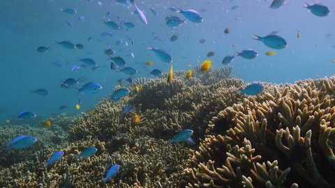 Underwater: Footage showing green chromis on coral reefs located around Lord Howe island, New South Wales, Australia. Shot on Red Camera.