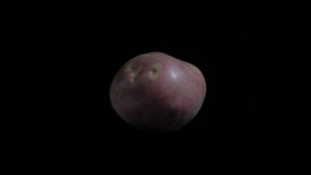 Potato tuber rotating on black background. Isolated close-up 4k footage.