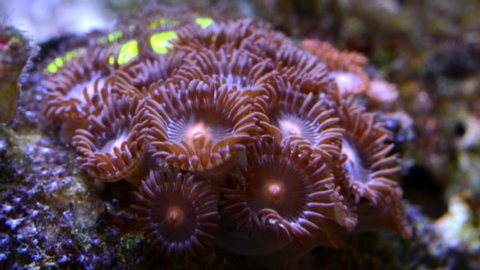 Zoanthus polyps opening in coral reef aquarium tank, timelapse 4k video