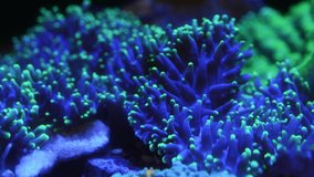Close up polyps of green hairy mushroom coral, timelapse 4k video.