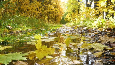 Bright leaves in a puddle in a beautiful Autumn Forest