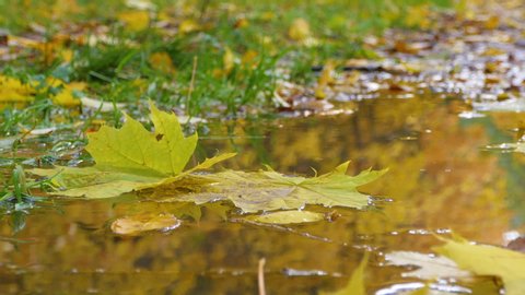 Bright leaves in a puddle in a beautiful Autumn Forest