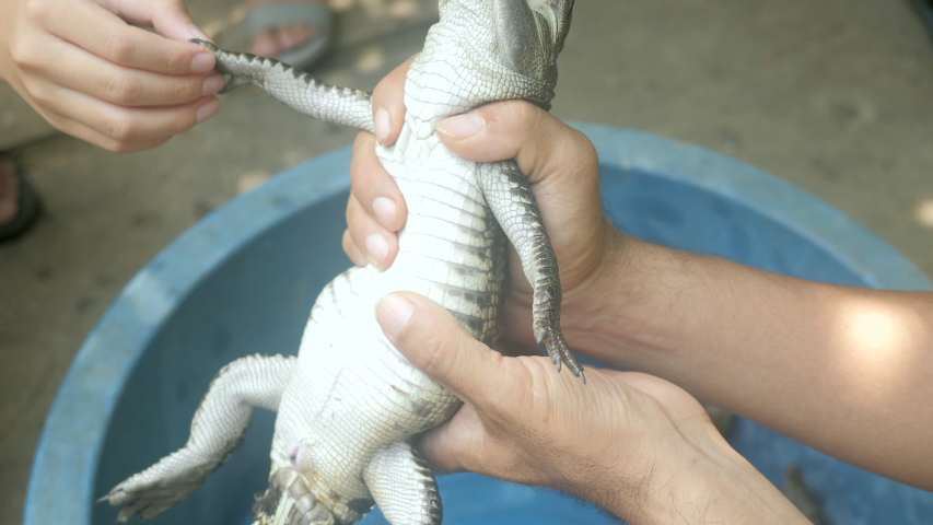 close up of an young boy touching the abdomen of the baby crocodile  with his finger