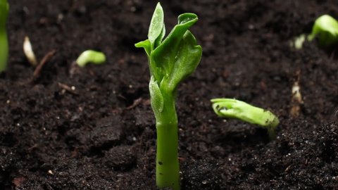 Growing Plants Timelapse Pea Sprouts Germination