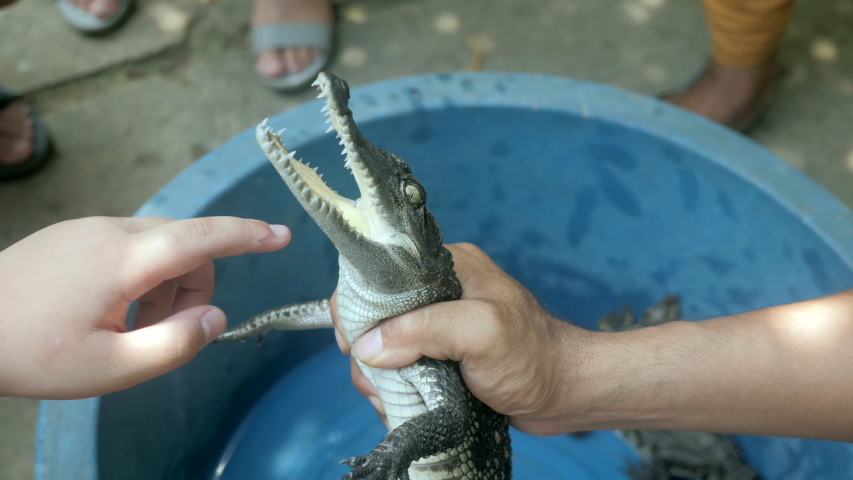 close up of an young boy rubs the chin of the young crocodile with 
his finger