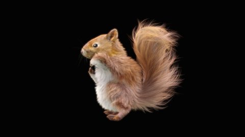 squirrel Dance CG fur 3d rendering animal realistic CGI VFX Animation Loop  composition 3d mapping cartoon, with Alpha Channel