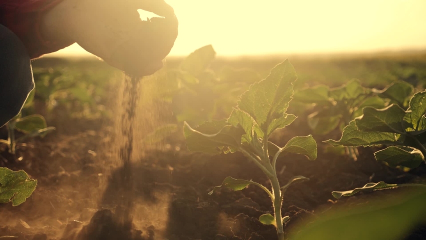 Agriculture. Farmer in a green field, holding fertile soil in his hands. Farmer checks the fertile soil. Agriculture concept. Farmer and young green plants. Fertile black soil. Farmer in the field Royalty-Free Stock Footage #1038253865