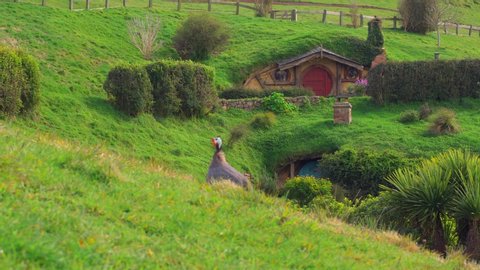 Hobbiton, New Zealand; 2019: Funny goose in Hobbiton