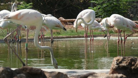 Astonishing view of a group of white and pink flamingoes lowering their necks and seeking frogs and fish in a green pool in a zoo on a sunny day in summer